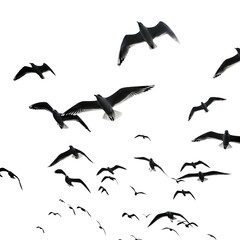 A flock of seagulls soars in flight, their wings spread wide against an isolated on transparent background