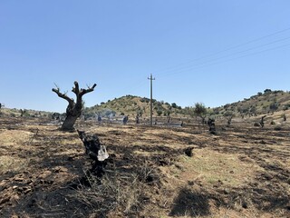 The land after a recent olive grove fire. Dead trees, bare mountains with burnt tree trunks. Roads...