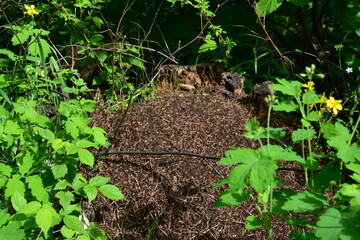 Ant Nest in a Forest Setting among green leaves