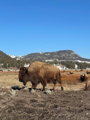cows in a field