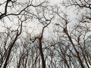 teak tree branches against blue sky
