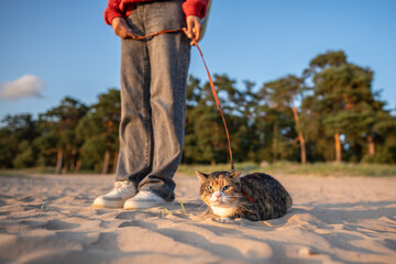Fearful, interested cat exploring nature, walking on leash on coast remembering new smells, sounds. Curious fluffy kitty rest on sandy beach. Cat owner taking tabby pet out for stroll for first time.