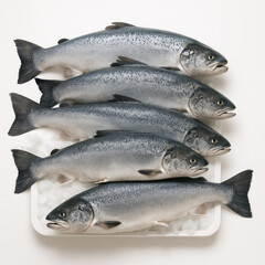 Obraz premium Salmon