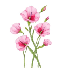 Delicate Pink Flowers with Green Stems and Leaves Isolated on White Background Botanical Illustration