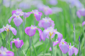 花菖蒲の花が咲く日本の風景