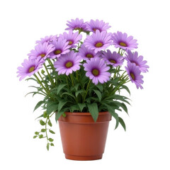 Purple Daisies in Brown Pot Isolated on Transparent Background with Lush Green Leaves for Home Decor and Decoration