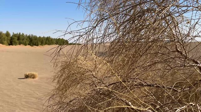 Desert floral species and plant in dry sand dune in Iran Haloxylon Tamarix in mountain range landscape of scenic horizon light bright sunlight nature outdoors wanderlust environment holiday travel