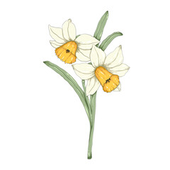 narcissus flower on the transparent background 