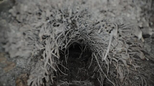 Camera Dolly-In Through Hollow Log with Stringy Wood Decay and Insect Frass