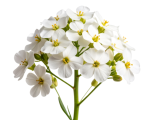 White Wallflower Blooms on Stem  Transparent PNG