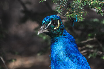 peacock walks with a complex tail blue green colored male