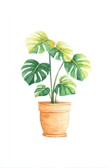 Obraz premium Vibrant Monstera deliciosa in terracotta pot, lush green leaves against a clean white background. A simple, elegant botanical illustration.
