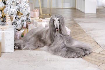 Afghan hound lying in a dressing room with a Christmas tree