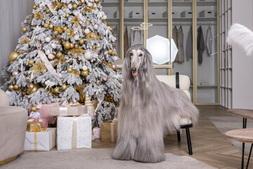 Afghan hound lying in a dressing room with a Christmas tree