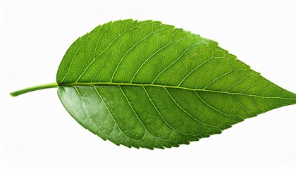 Obraz premium green leaf isolated