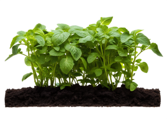  green vegetable plants growing from soil isolated on white background PNG, AI GENERATED