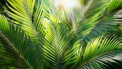 lush exotic palm leaves in sunlight