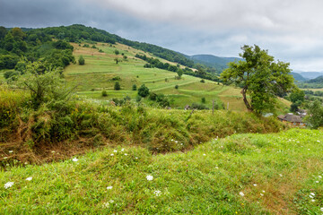 rural landscape with field on a hill in summer. stormy weather and overcast sky. beautiful view of agriculture land. outdoor adventure in rustic farmland