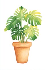 Fototapeta premium Vibrant Monstera deliciosa in terracotta pot, lush green leaves against a white background, showcasing a vibrant and healthy plant.