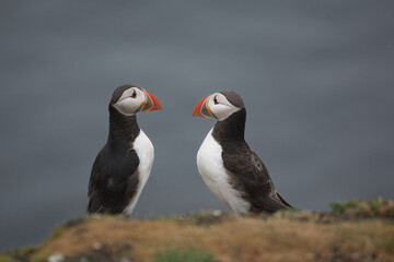 Fototapeta premium couple of puffins interacting in a cute adorable manner