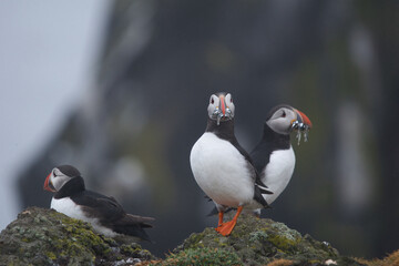 puffins standing on the cliffside with sandeels small fish in their beaks