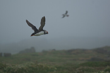 puffin flying low with a small fish in his mouth and a shadow in the background