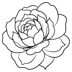 Peony Bloom Minimal Line Art on White