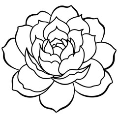 Peony Bloom Minimal Line Art on White