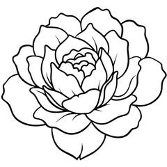 Peony Bloom Minimal Line Art on White