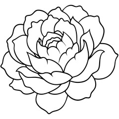 Peony Bloom Minimal Line Art on White