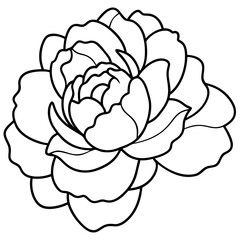 Peony Bloom Minimal Line Art on White