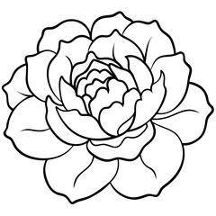Peony Bloom Minimal Line Art on White