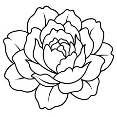 Peony Bloom Minimal Line Art on White