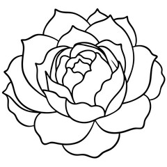 Peony Bloom Minimal Line Art on White