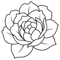 Peony Bloom Minimal Line Art on White