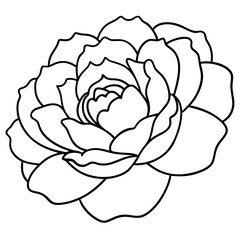 Peony Bloom Minimal Line Art on White
