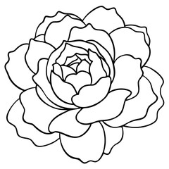 Peony Bloom Minimal Line Art on White