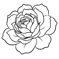 Peony Bloom Minimal Line Art on White