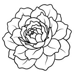 Peony Bloom Minimal Line Art on White