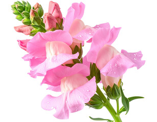 Fototapeta premium Single Pink Snapdragon Flower with Dewdrops, isolated on transparent background. 