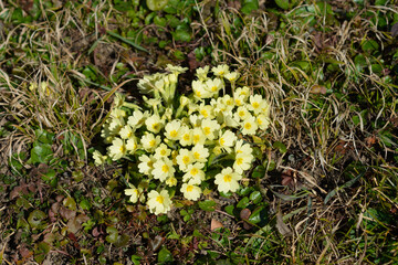 Common primrose yellow flowers - Latin name - Primula vulgaris
