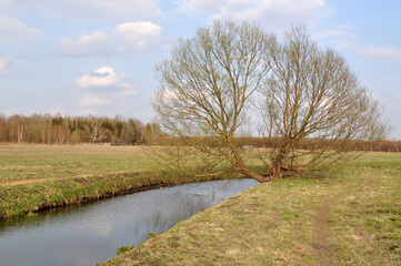 single lonely tree without leaves by a stream by the river water