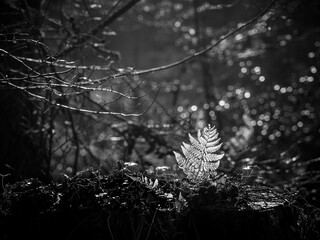 Black and white close-up features a single fern leaf brightly illuminated against a dark,...