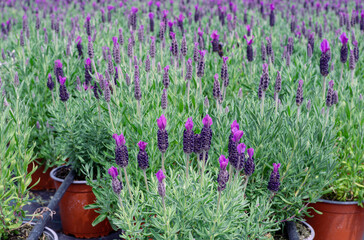 Cultivated spanish lavender hotbed . Lavendula stoeches