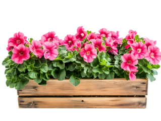 Vibrant Pink Flowers in a Wooden Planter Box