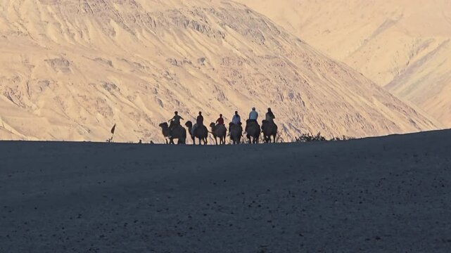 Wide shot of group of people traveling on camels in Ladakh, India