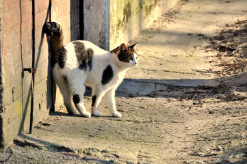 stray homeless single cat outdoor fluffy fur in spotted patches