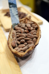 granos de cacao ecológico y natural en una vaina de cacao