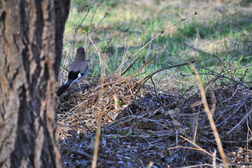 little jay bird on sitting on a tree litter fence