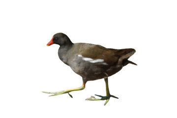 Bathed in golden sunlight, a black moorhen strides gracefully across the ground, its glossy...